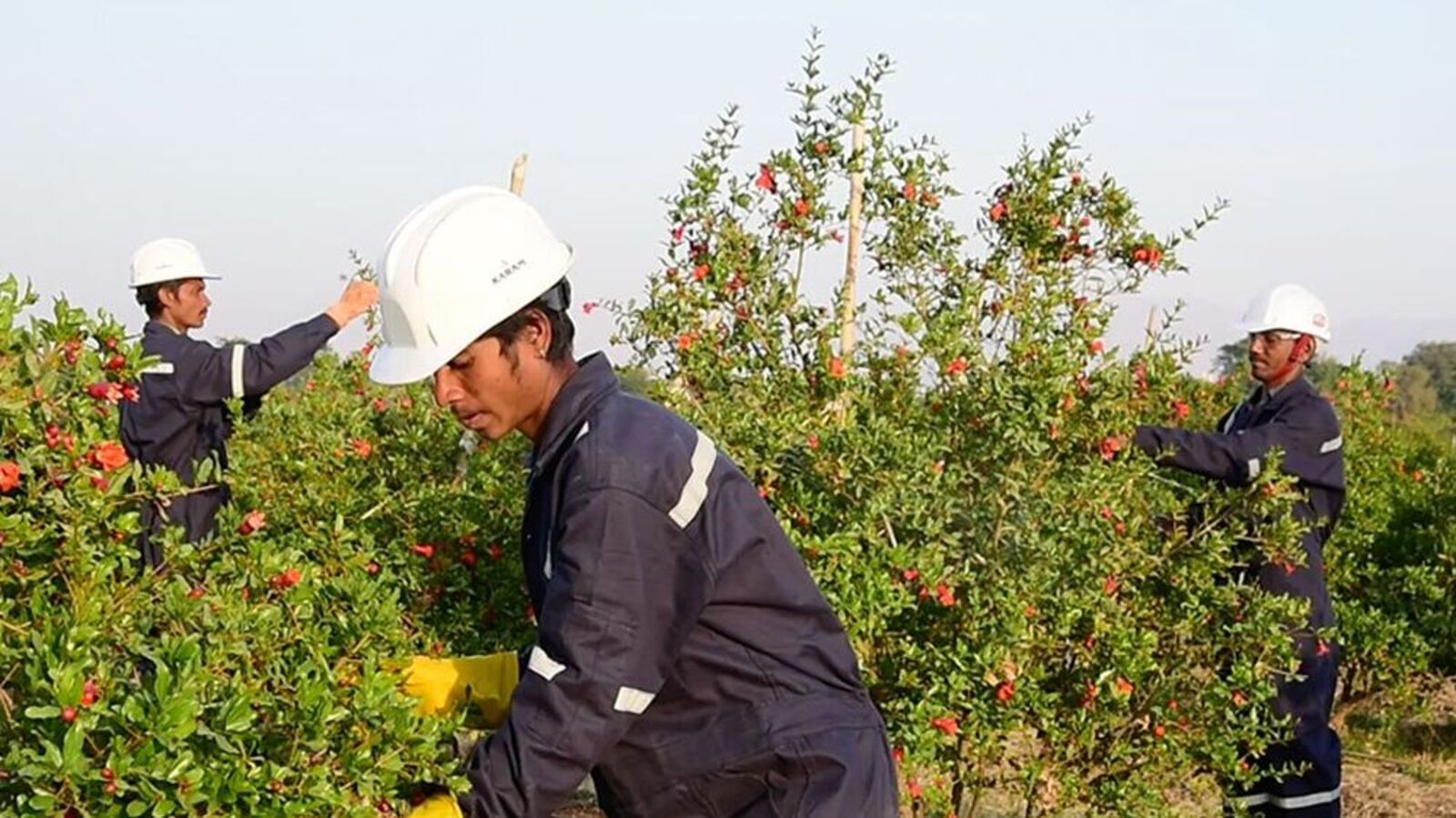 TGIF Agribusiness IPO: Check GMP, subscription status on day 1, issue size, key details to know